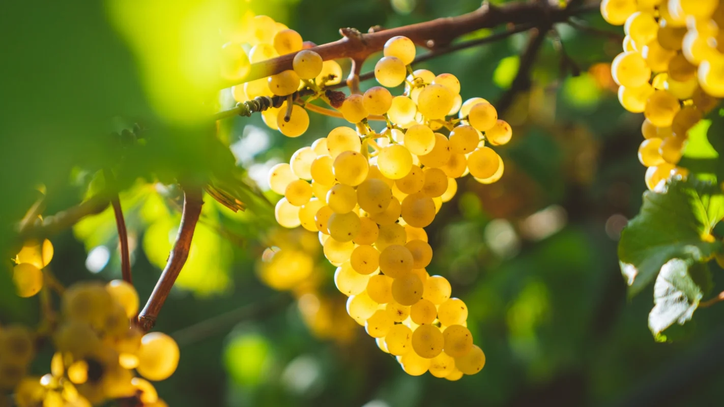Verget Bourgogne Terres De Pierres Hong Kong Wine Guide